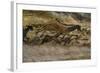 La grotte de Lascaux (Dordogne) ; la salle des taureaux (fac-similé).-null-Framed Giclee Print