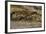 La grotte de Lascaux (Dordogne) ; la salle des taureaux (fac-similé).-null-Framed Giclee Print