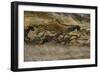 La grotte de Lascaux (Dordogne) ; la salle des taureaux (fac-similé).-null-Framed Giclee Print