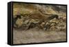 La grotte de Lascaux (Dordogne) ; la salle des taureaux (fac-similé).-null-Framed Stretched Canvas