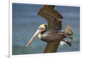 La Jolla Cove Brown Soaring Above the Pacific-Michael Qualls-Framed Photographic Print