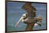 La Jolla Cove Brown Soaring Above the Pacific-Michael Qualls-Framed Photographic Print