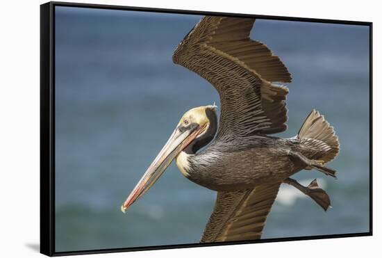 La Jolla Cove Brown Soaring Above the Pacific-Michael Qualls-Framed Stretched Canvas