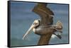 La Jolla Cove Brown Soaring Above the Pacific-Michael Qualls-Framed Stretched Canvas