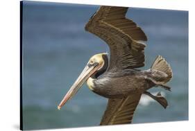 La Jolla Cove Brown Soaring Above the Pacific-Michael Qualls-Stretched Canvas