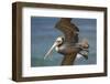 La Jolla Cove Brown Soaring Above the Pacific-Michael Qualls-Framed Photographic Print