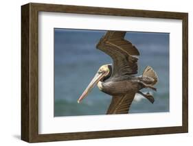 La Jolla Cove Brown Soaring Above the Pacific-Michael Qualls-Framed Photographic Print