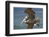 La Jolla Cove Brown Soaring Above the Pacific-Michael Qualls-Framed Photographic Print