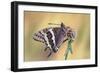 La Mariposa Del Madroa-Jimmy Hoffman-Framed Giclee Print