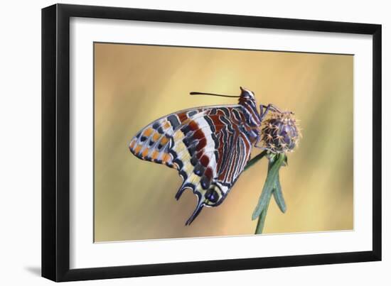 La Mariposa Del Madroa-Jimmy Hoffman-Framed Giclee Print