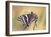 La Mariposa Del Madroa-Jimmy Hoffman-Framed Giclee Print