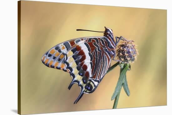 La Mariposa Del Madroa-Jimmy Hoffman-Stretched Canvas