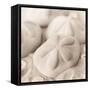 La Mer 4-Alan Blaustein-Framed Stretched Canvas