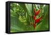 La Paz Waterfall Gardens.-Stefano Amantini-Framed Stretched Canvas