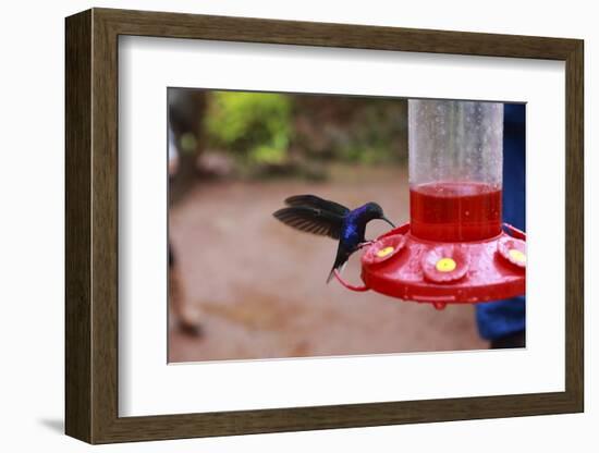 La Paz Waterfall Gardens.-Stefano Amantini-Framed Photographic Print