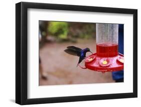 La Paz Waterfall Gardens.-Stefano Amantini-Framed Photographic Print