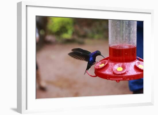 La Paz Waterfall Gardens.-Stefano Amantini-Framed Photographic Print