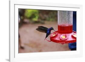 La Paz Waterfall Gardens.-Stefano Amantini-Framed Photographic Print