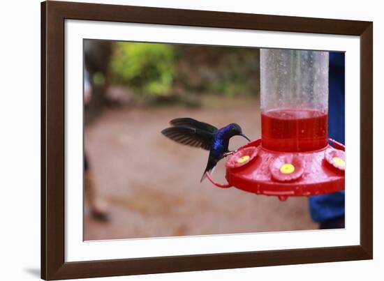 La Paz Waterfall Gardens.-Stefano Amantini-Framed Photographic Print