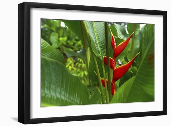 La Paz Waterfall Gardens.-Stefano Amantini-Framed Photographic Print