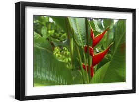 La Paz Waterfall Gardens.-Stefano Amantini-Framed Photographic Print