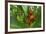 La Paz Waterfall Gardens.-Stefano Amantini-Framed Photographic Print