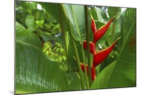 La Paz Waterfall Gardens.-Stefano Amantini-Mounted Photographic Print