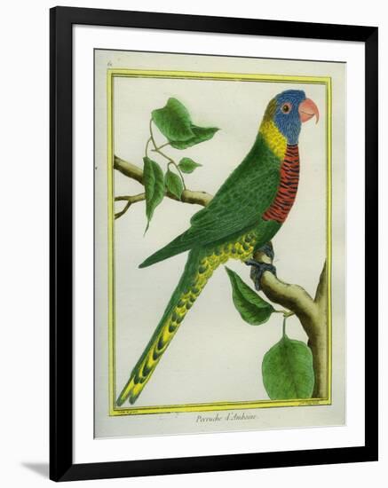 La Perruche D'Amboine-Georges-Louis Buffon-Framed Giclee Print