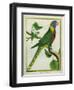 La Perruche D'Amboine-Georges-Louis Buffon-Framed Giclee Print