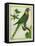 La Perruche D'Amboine-Georges-Louis Buffon-Framed Stretched Canvas