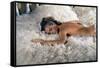 La Piscine 1968 Directed by Jacques Deray Romy Schneider-null-Framed Stretched Canvas