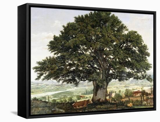 La Plaine D'Annecy-Chene Le Veterant Des Alpes-Jean Jacques Rousseau-Framed Stretched Canvas