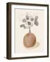 La Planta I-Victoria Barnes-Framed Art Print