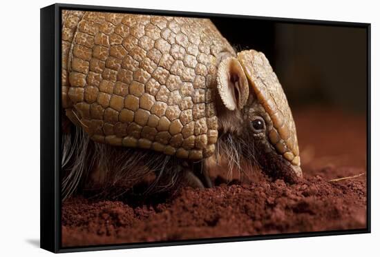La Plata - Southern Three-Banded Armadillo (Tolypeutes Matacus) Foraging, Captive-Michael Durham-Framed Stretched Canvas