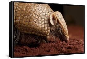 La Plata - Southern Three-Banded Armadillo (Tolypeutes Matacus) Foraging, Captive-Michael Durham-Framed Stretched Canvas