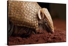 La Plata - Southern Three-Banded Armadillo (Tolypeutes Matacus) Foraging, Captive-Michael Durham-Stretched Canvas