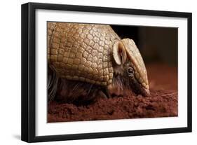 La Plata - Southern Three-Banded Armadillo (Tolypeutes Matacus) Foraging, Captive-Michael Durham-Framed Photographic Print