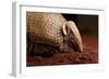 La Plata - Southern Three-Banded Armadillo (Tolypeutes Matacus) Foraging, Captive-Michael Durham-Framed Photographic Print