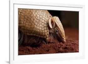 La Plata - Southern Three-Banded Armadillo (Tolypeutes Matacus) Foraging, Captive-Michael Durham-Framed Photographic Print