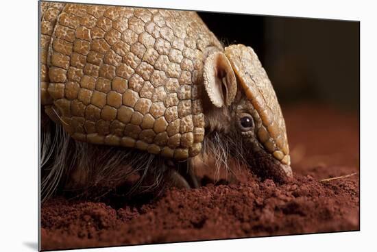 La Plata - Southern Three-Banded Armadillo (Tolypeutes Matacus) Foraging, Captive-Michael Durham-Mounted Photographic Print