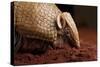 La Plata - Southern Three-Banded Armadillo (Tolypeutes Matacus) Foraging, Captive-Michael Durham-Stretched Canvas