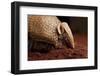 La Plata - Southern Three-Banded Armadillo (Tolypeutes Matacus) Foraging, Captive-Michael Durham-Framed Photographic Print