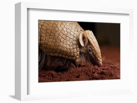 La Plata - Southern Three-Banded Armadillo (Tolypeutes Matacus) Foraging, Captive-Michael Durham-Framed Photographic Print