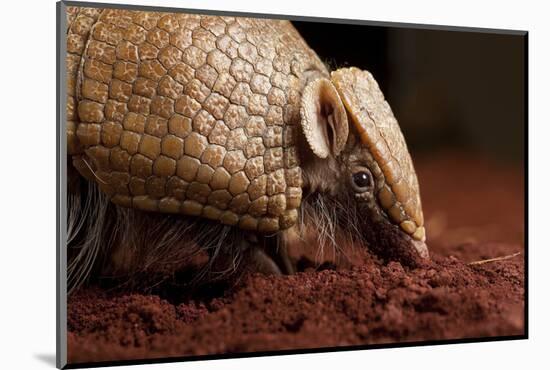 La Plata - Southern Three-Banded Armadillo (Tolypeutes Matacus) Foraging, Captive-Michael Durham-Mounted Photographic Print