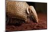 La Plata - Southern Three-Banded Armadillo (Tolypeutes Matacus) Foraging, Captive-Michael Durham-Mounted Photographic Print