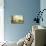 La prairie-Paulus Potter-Giclee Print displayed on a wall