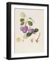 La Royale Plum, 1815-William Hooker-Framed Giclee Print