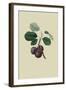 La Royale Plum-William Hooker-Framed Art Print