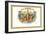 La Saramita Cigars-null-Framed Art Print