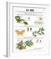 La Soie (Silk)-Deyrolle-Framed Art Print